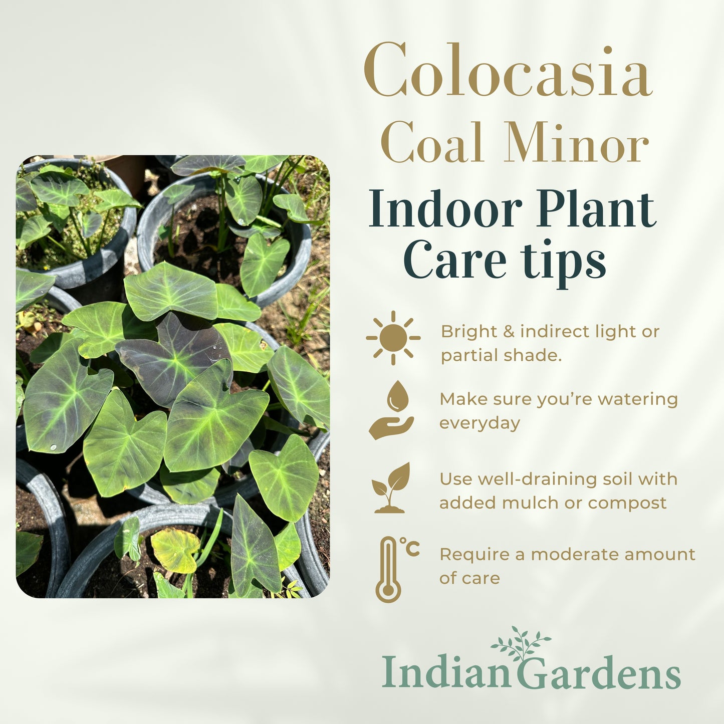 Colocasia Coal Minor