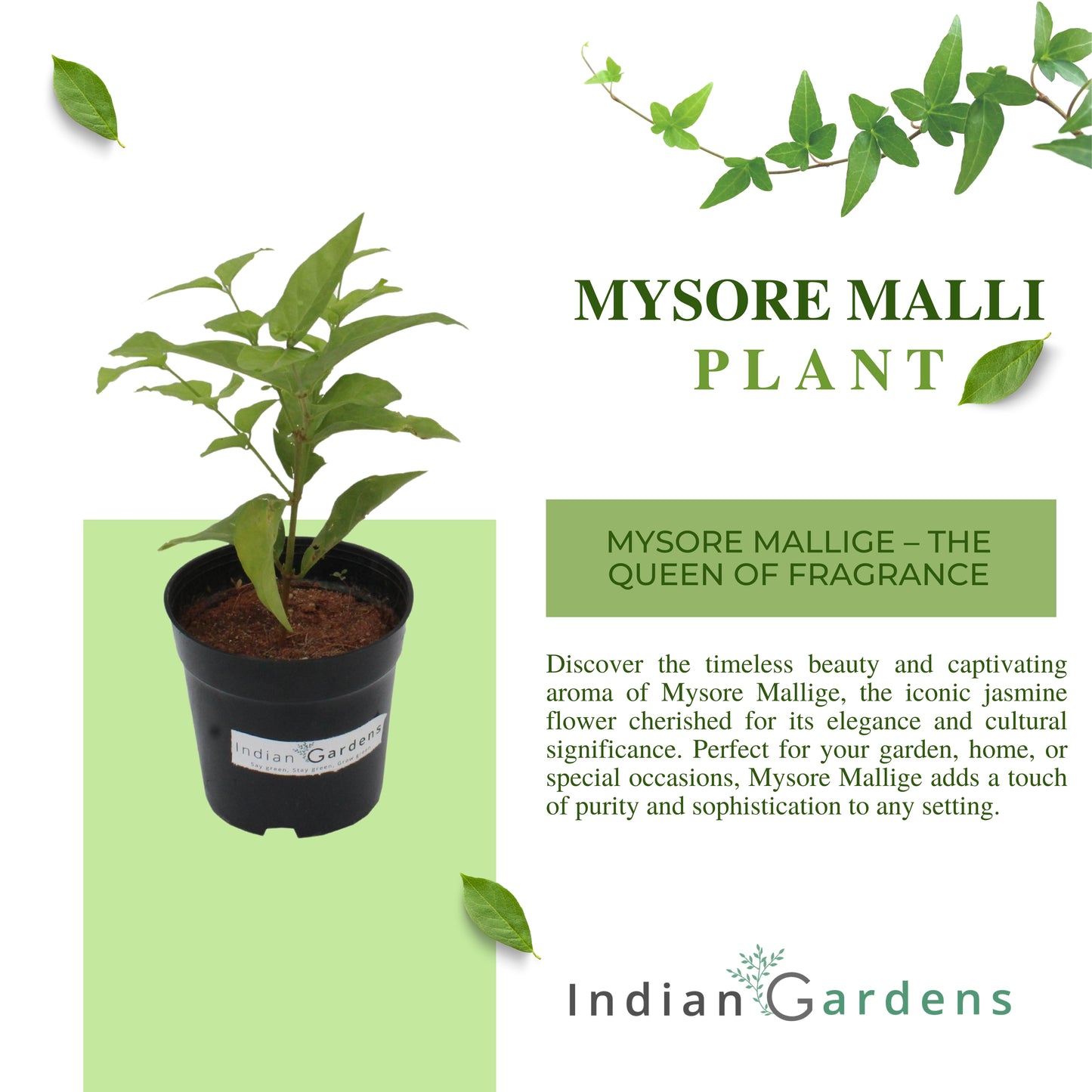 Mysore Plant