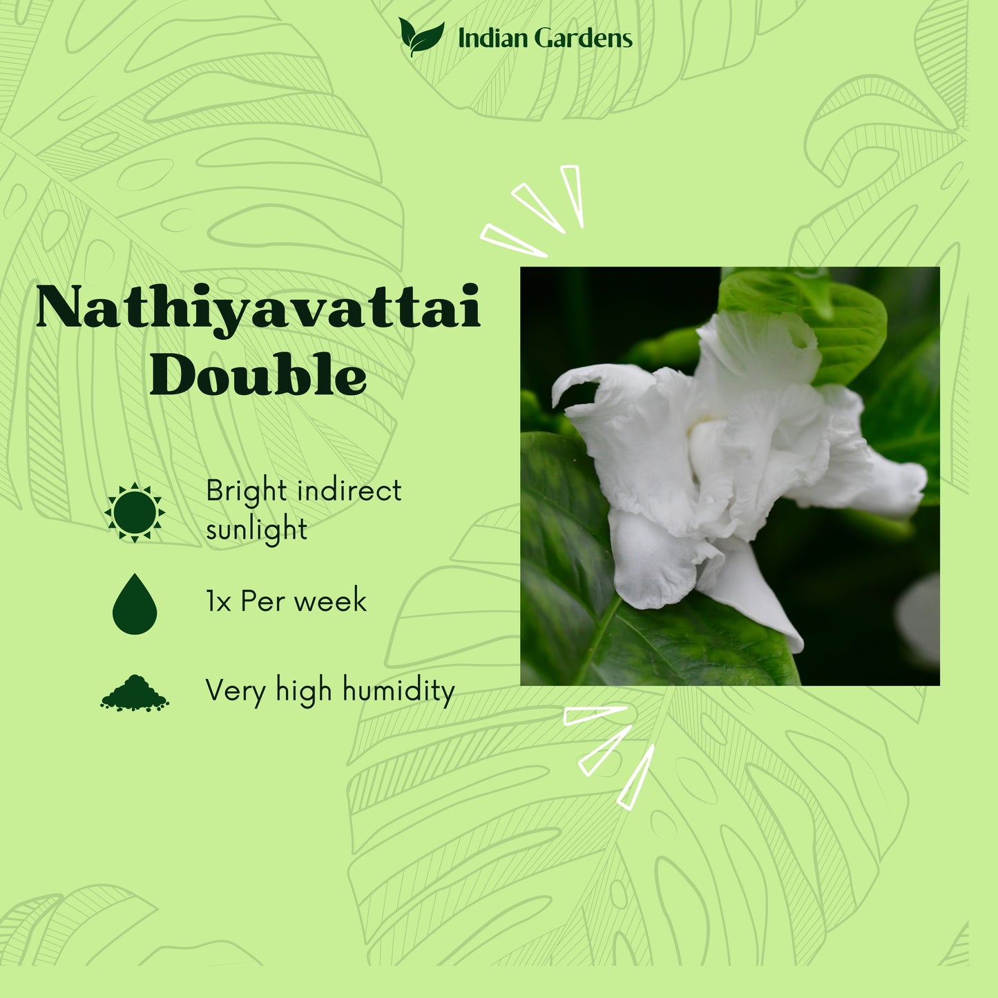 Nanthiyavattai Double