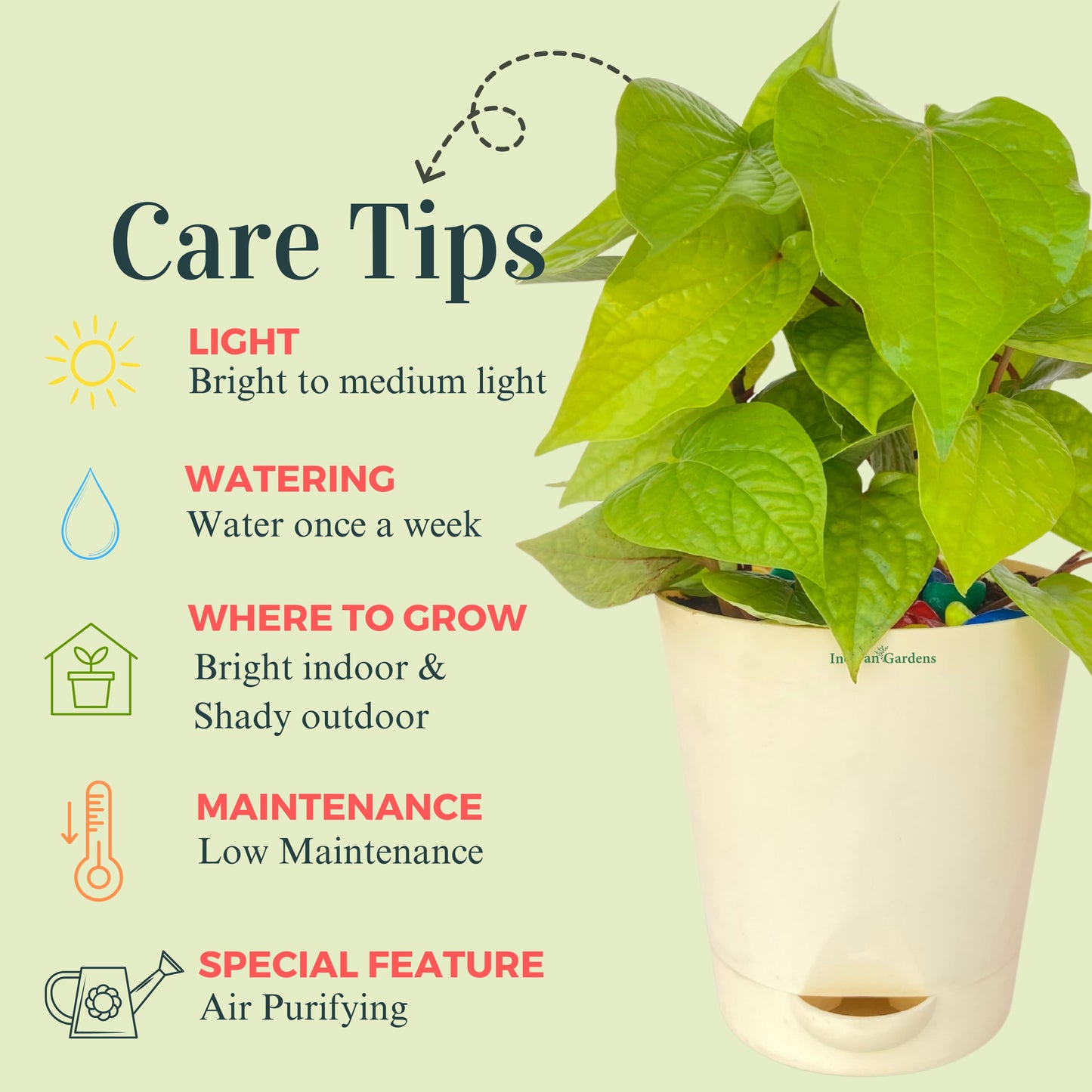 Betel Plant with Premium Self Watering Pot Indoor Plant