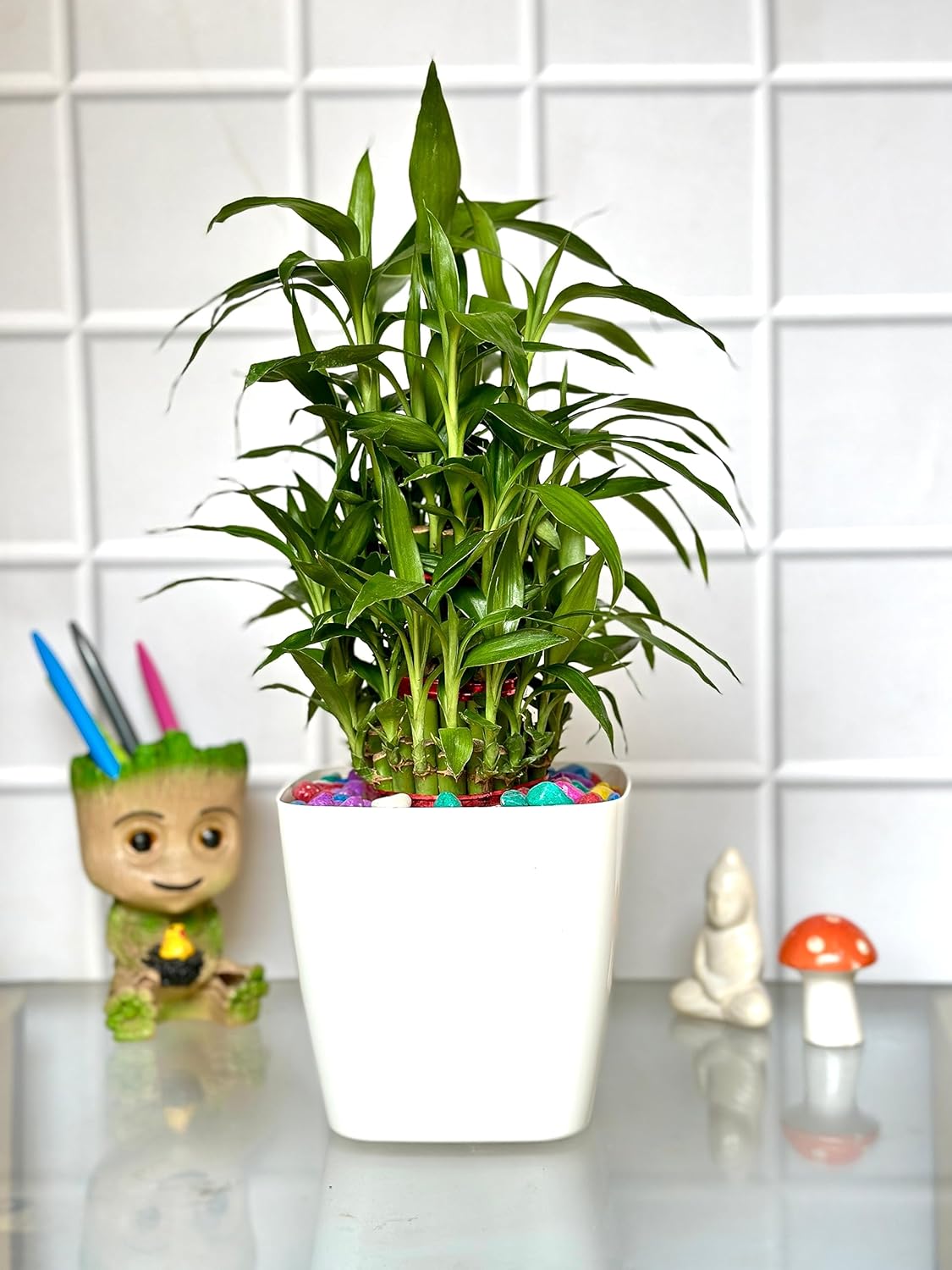 Lucky bamboo | Chinese Water Bamboo | Goddess of Mercy Plant | Live Plant | Premium Olive Pot