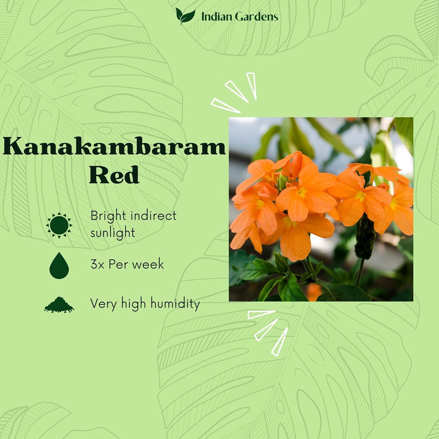 Delhi Kanakambaram/Firecracker Flower