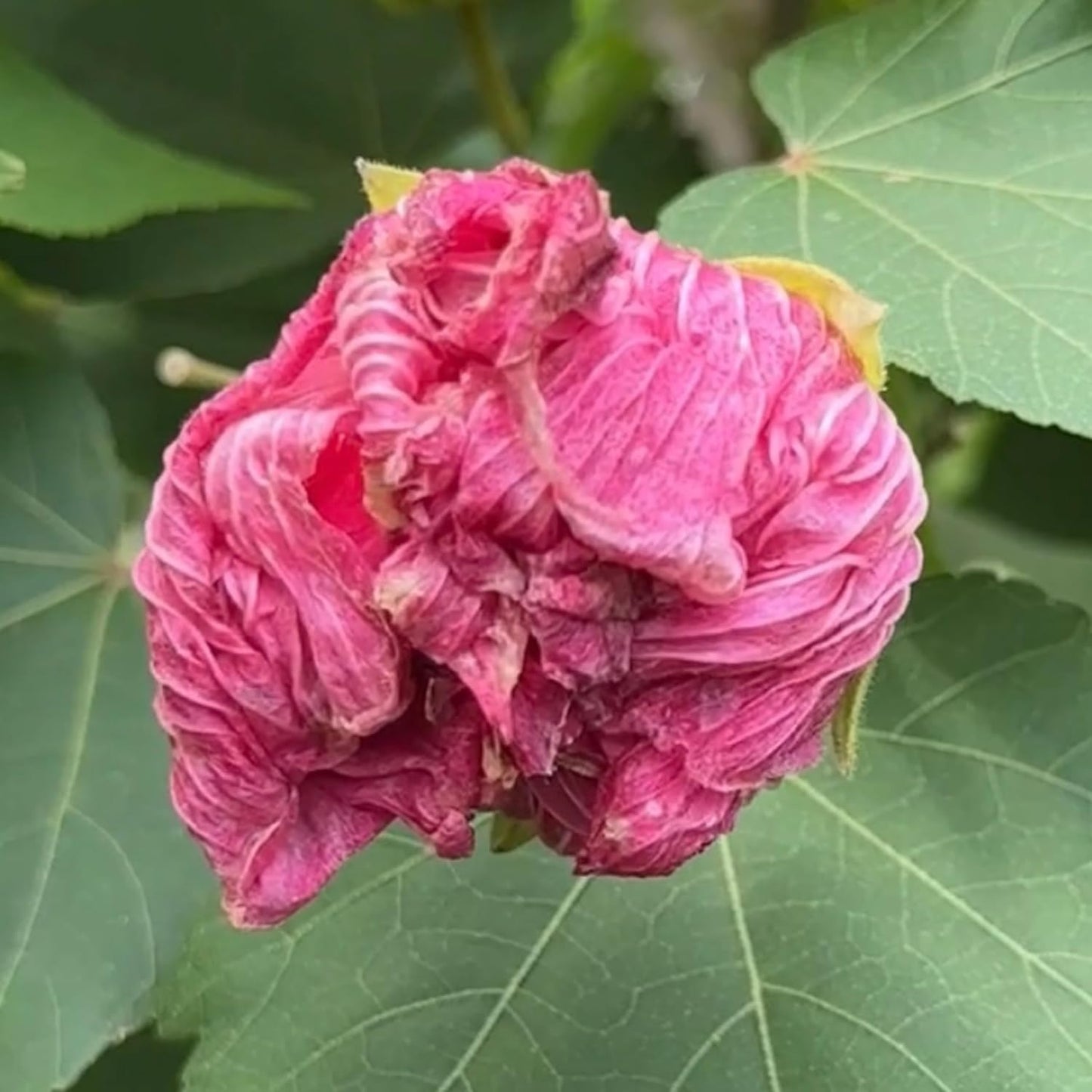 Confederate Rose (Changing Rose) Healthy Flower Plant 6 inch pot