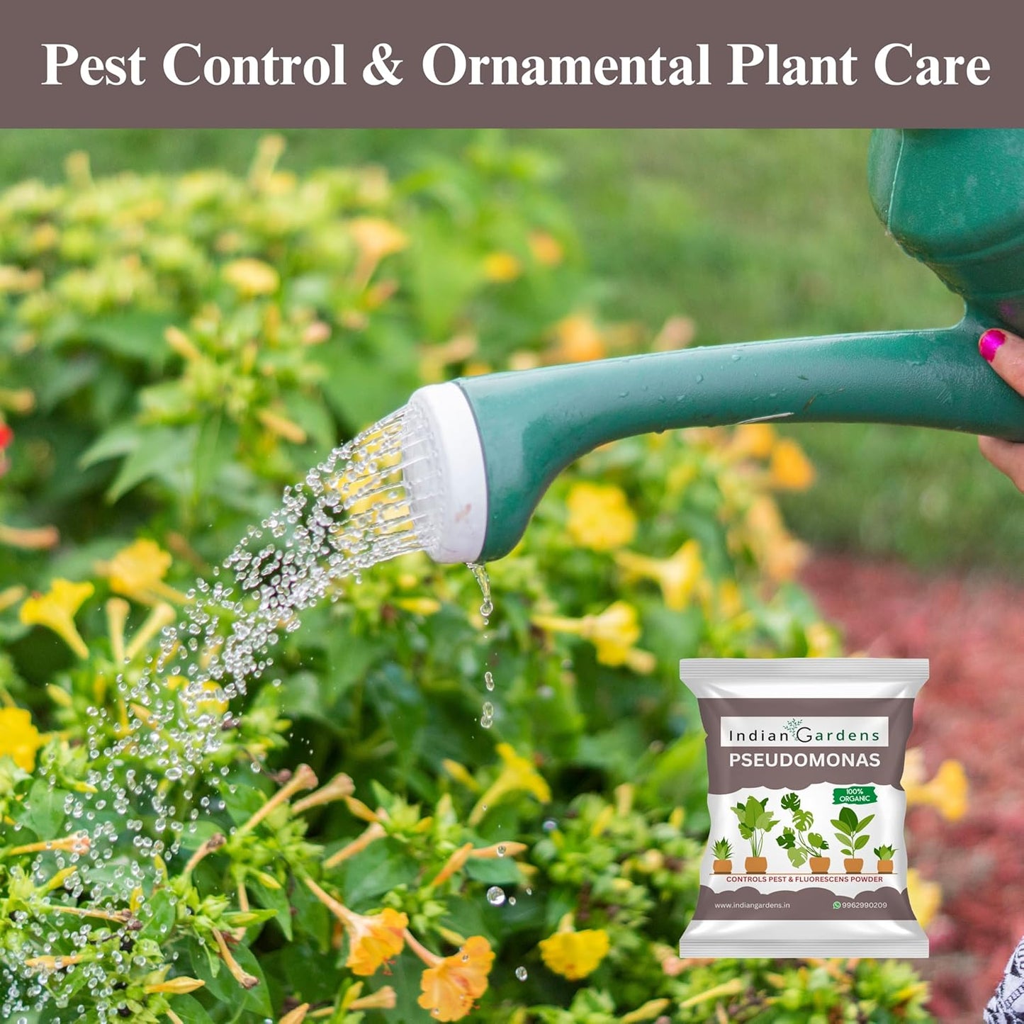 Pseudomonas Plant fertilizer | Soil health booster | Pseudomonas fluorescens |Chemical-free plant food