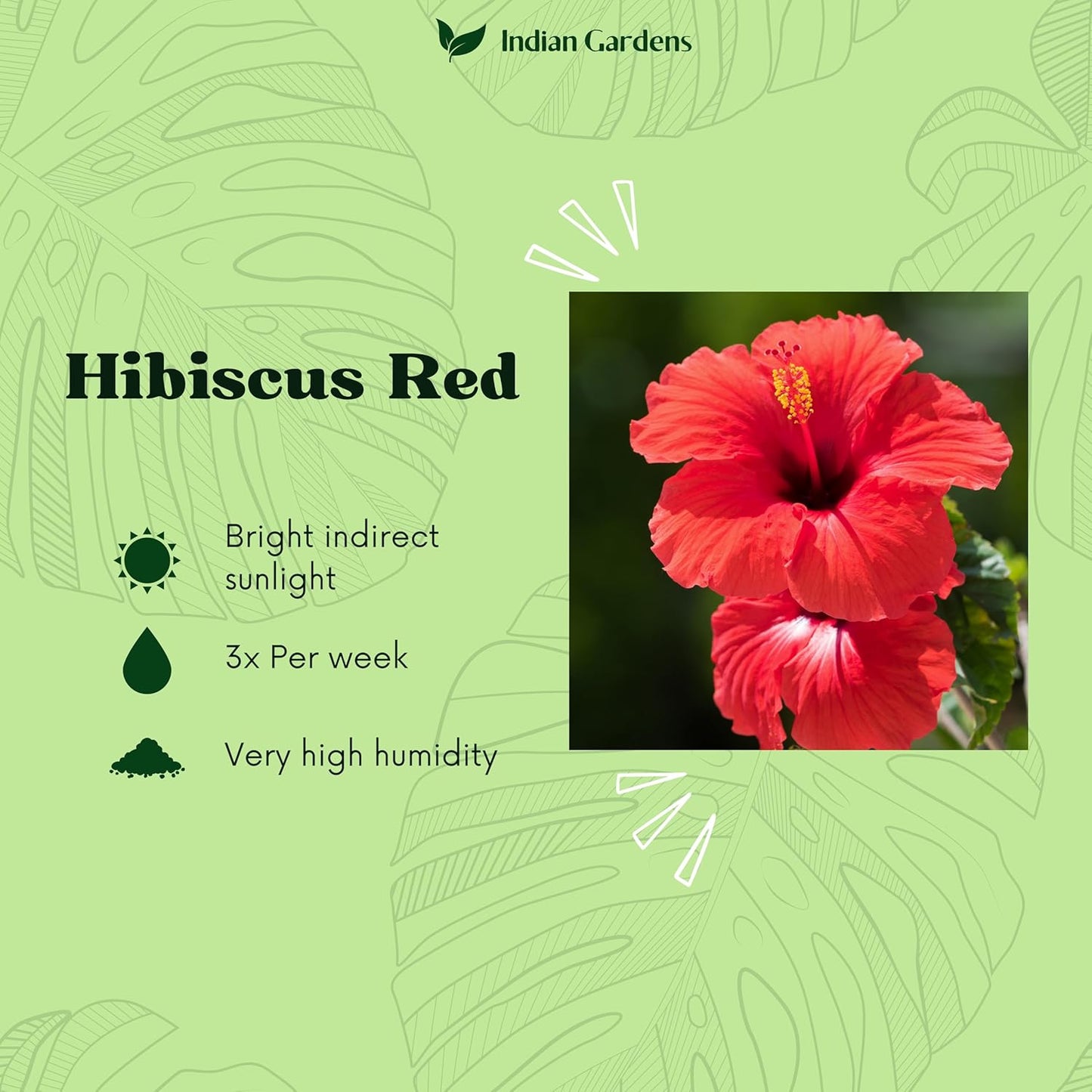 Hibiscus Red Colour