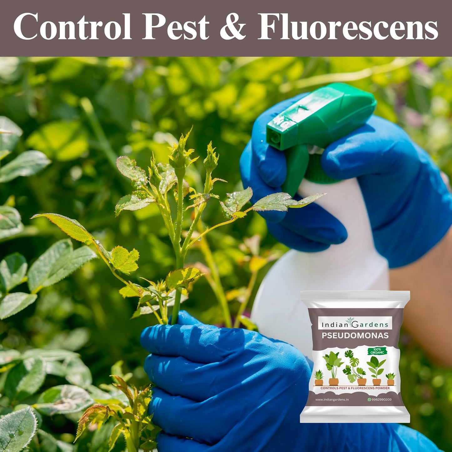 Pseudomonas Plant fertilizer | Soil health booster | Pseudomonas fluorescens |Chemical-free plant food