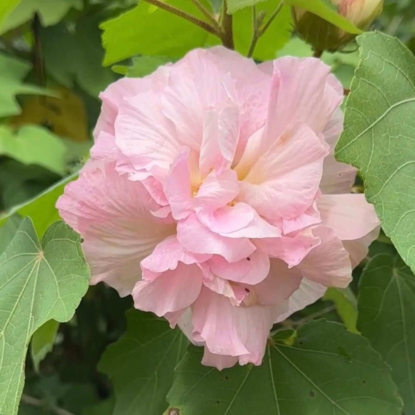 Confederate Rose (Changing Rose) Healthy Flower Plant 6 inch pot