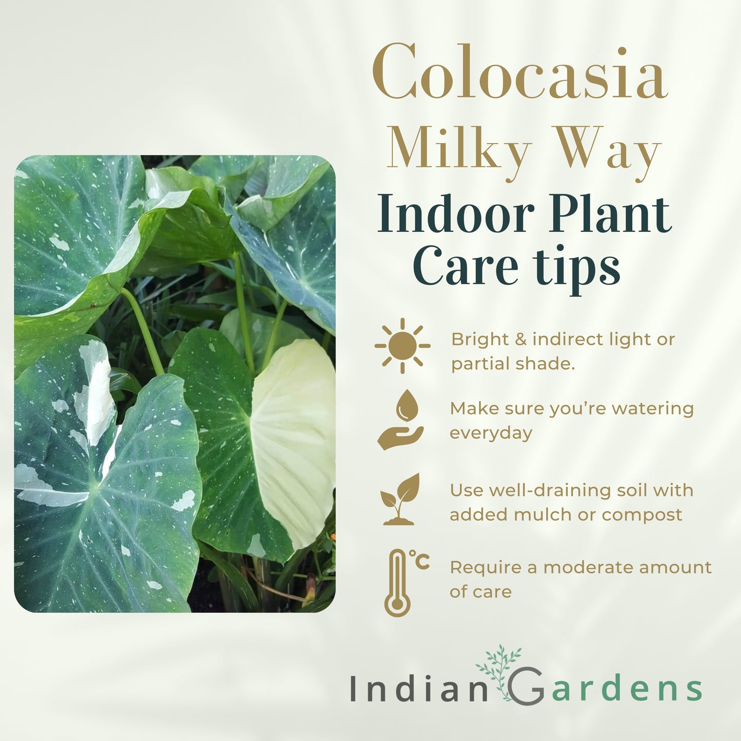 Colocasia Milky Way