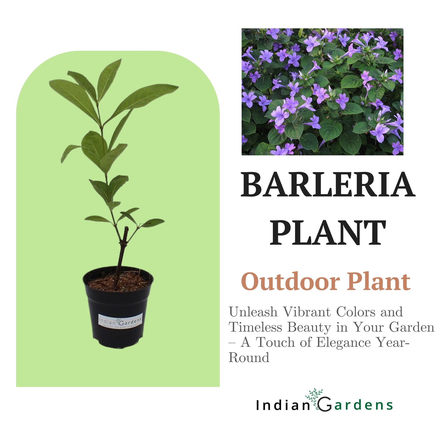 Barleria