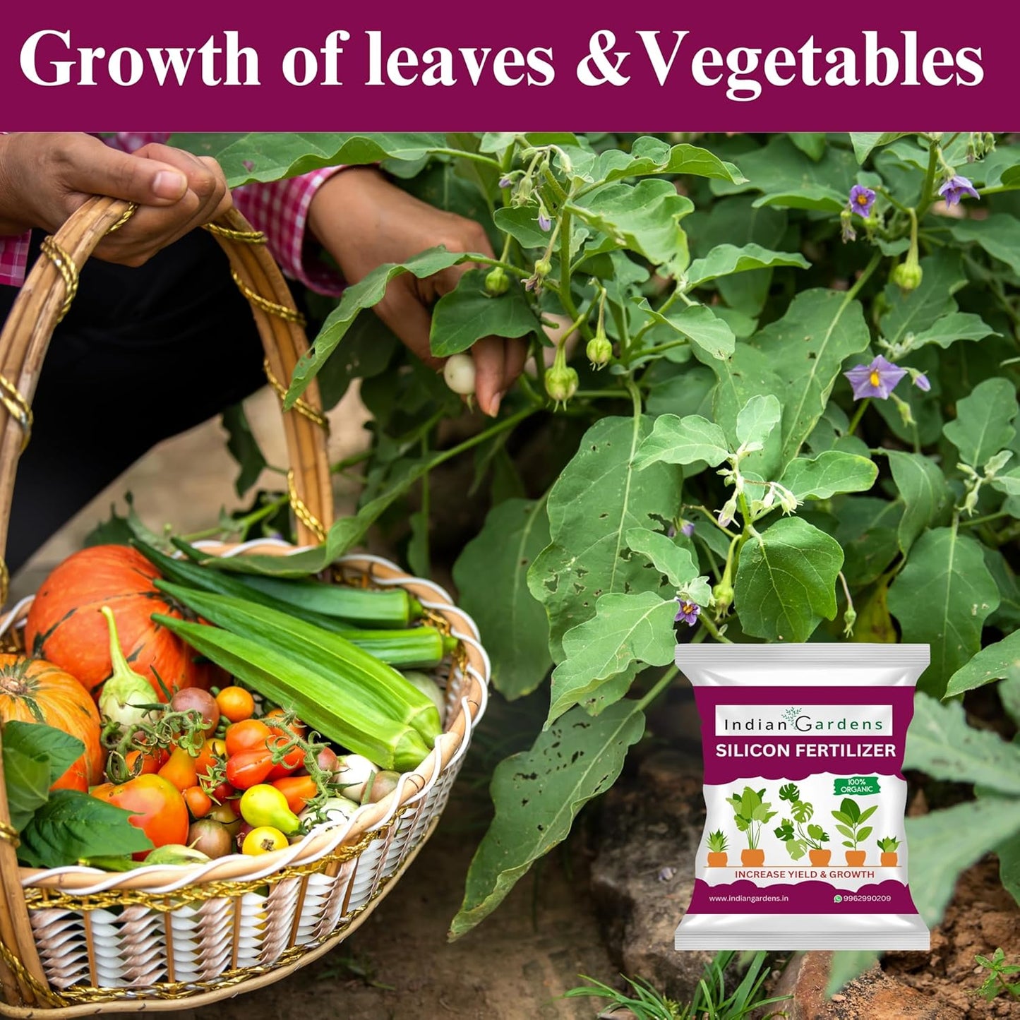 Silicon Fertilizer for Plants | Plant Nutrient and Plant Food | Gardening