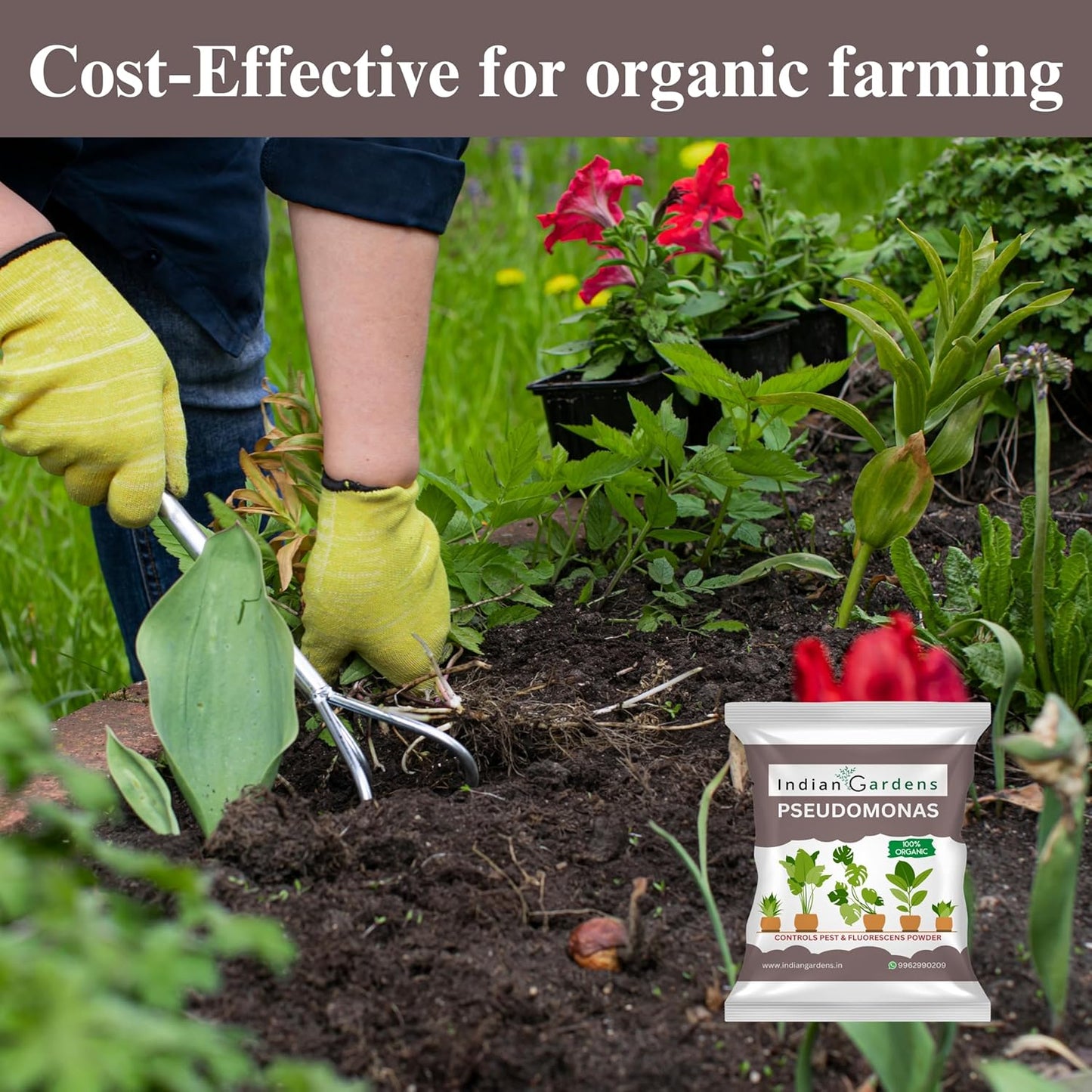 Pseudomonas Plant fertilizer | Soil health booster | Pseudomonas fluorescens |Chemical-free plant food