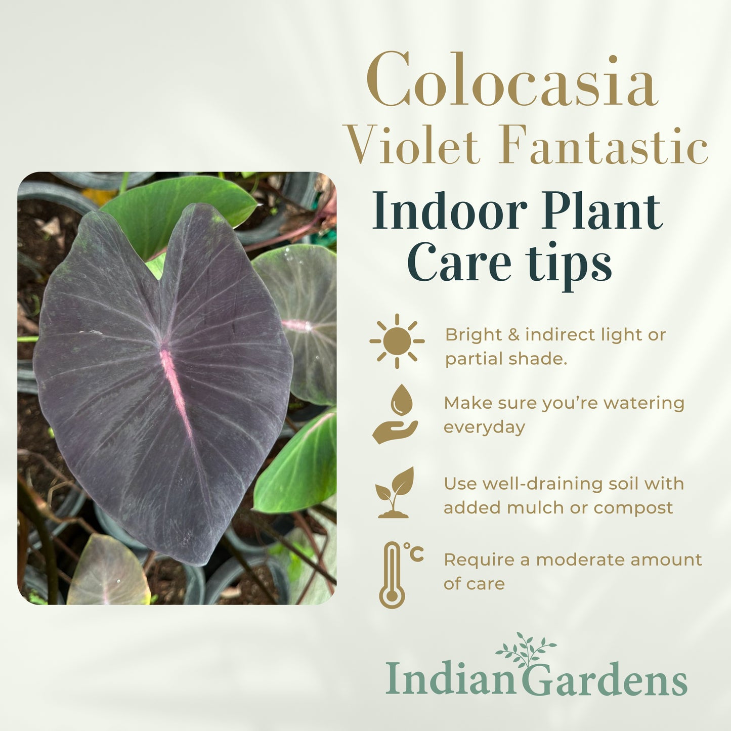 Colocasia Violet Fantastic