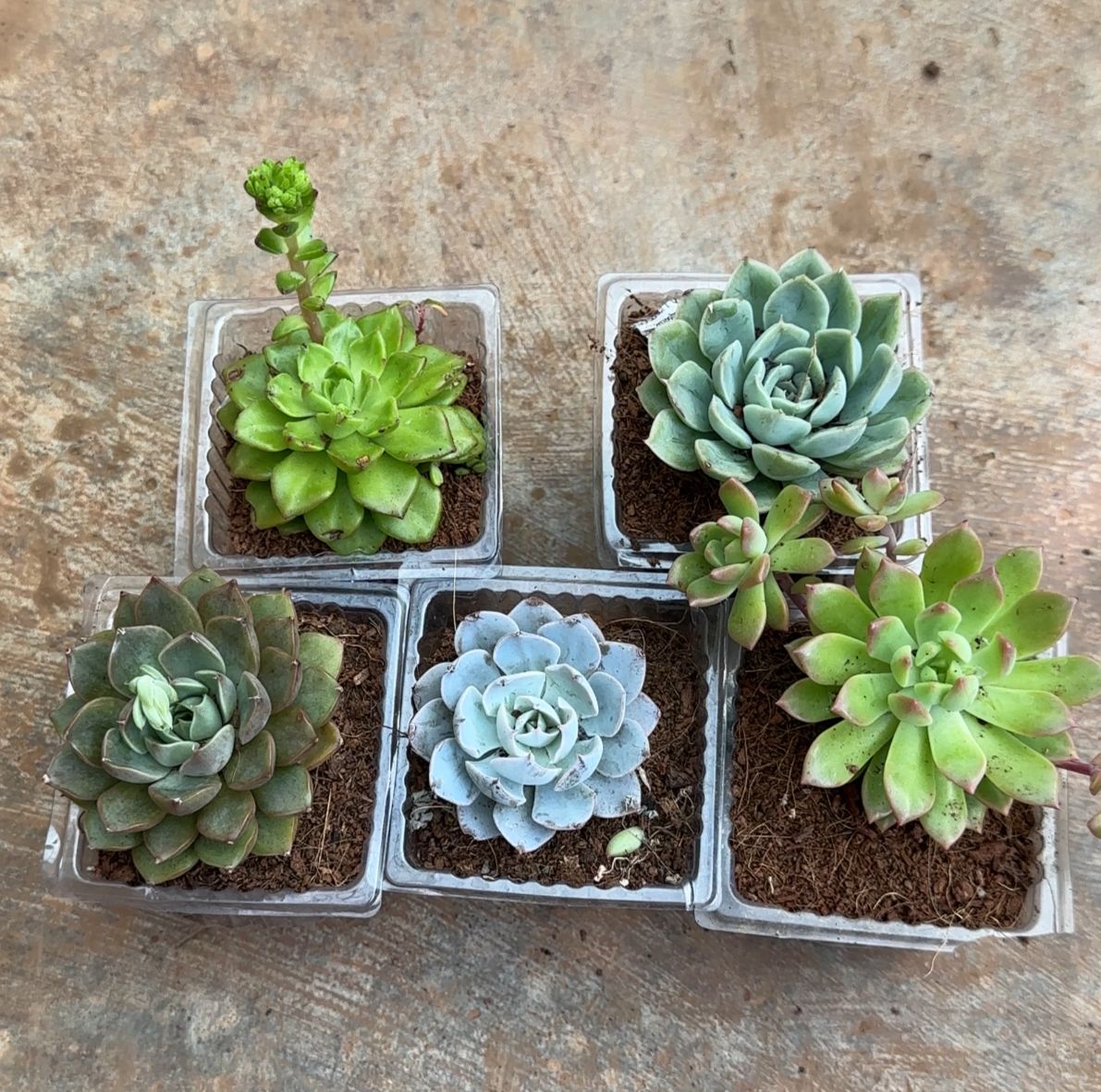 Succulent combo - 5 plants + 1 free