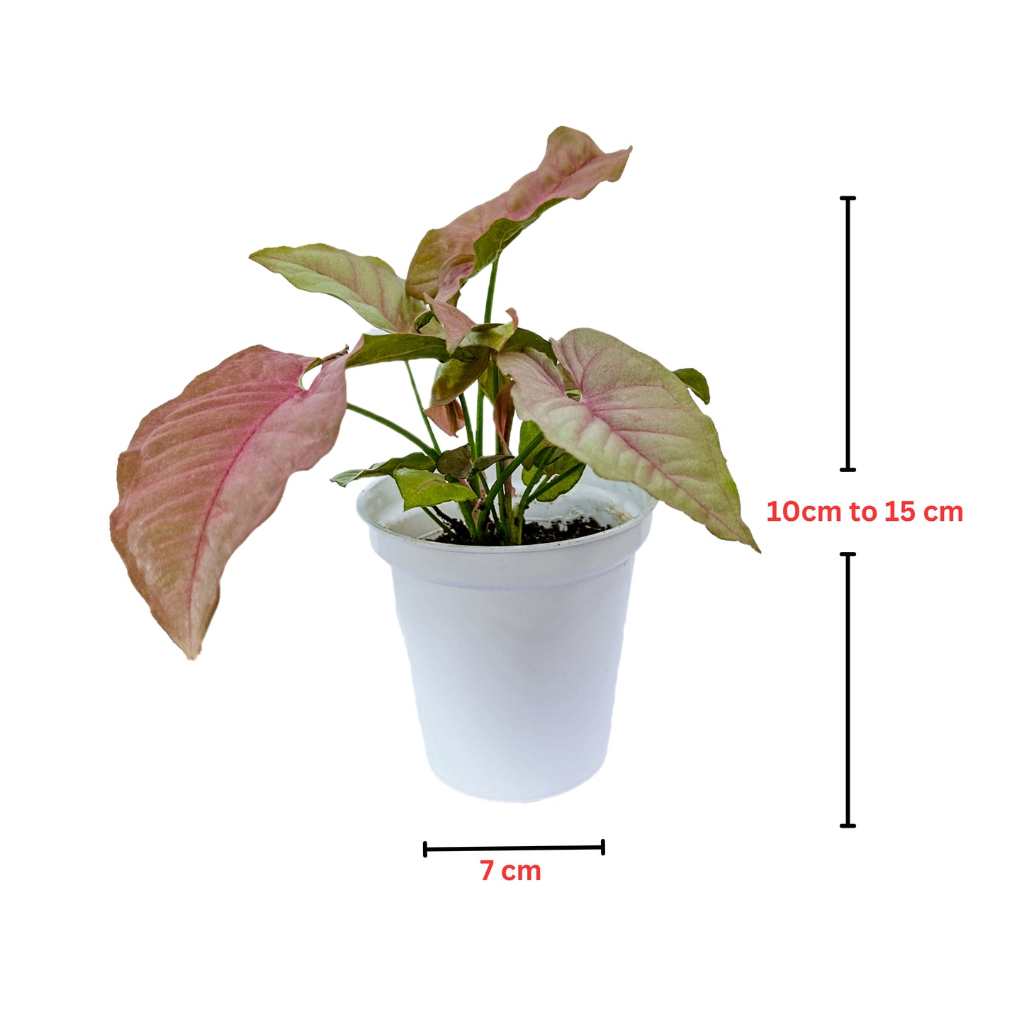 Syngonium Pink Neon indoor live plant White pot