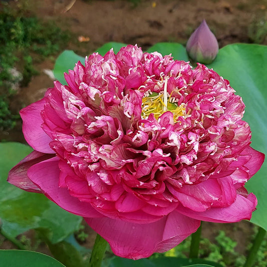 Buchaa Lotus ( code 52 )