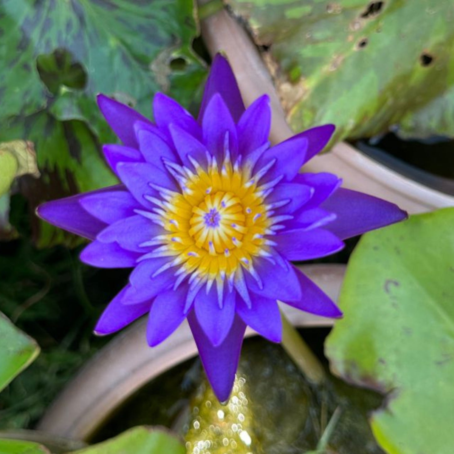 Waterlily ( Dark Blue ) ( Code 09 )