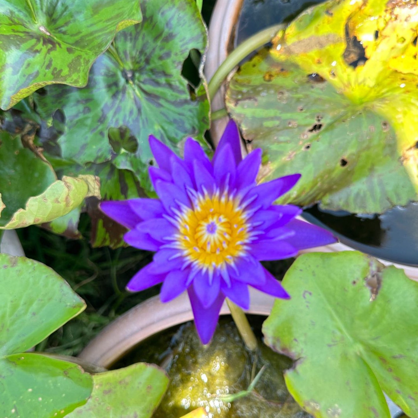 Waterlily ( Dark Blue ) ( Code 09 )