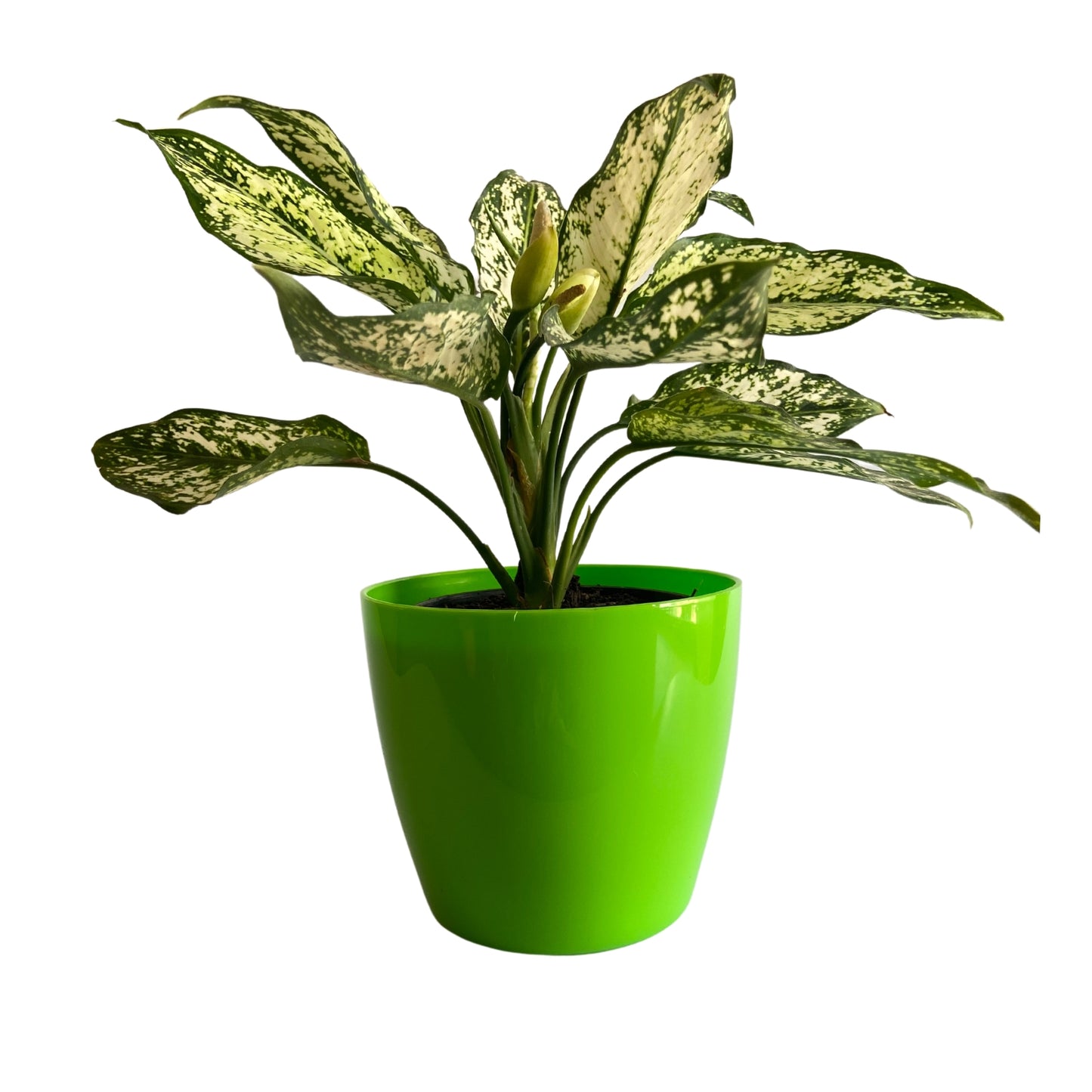 Indoor Plastic Small |Titan 5 Pots | Green Colour - Pack of 6