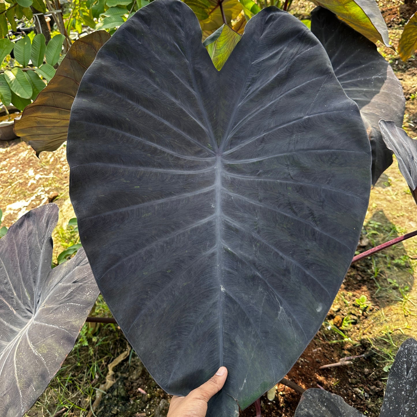 Colocasia Black Magic