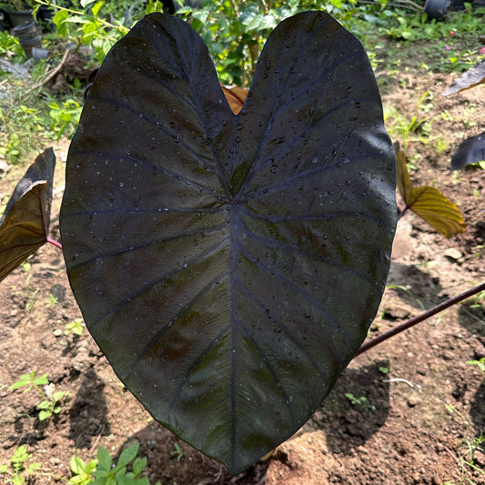 Colocasia Diamond head Indoor Plant