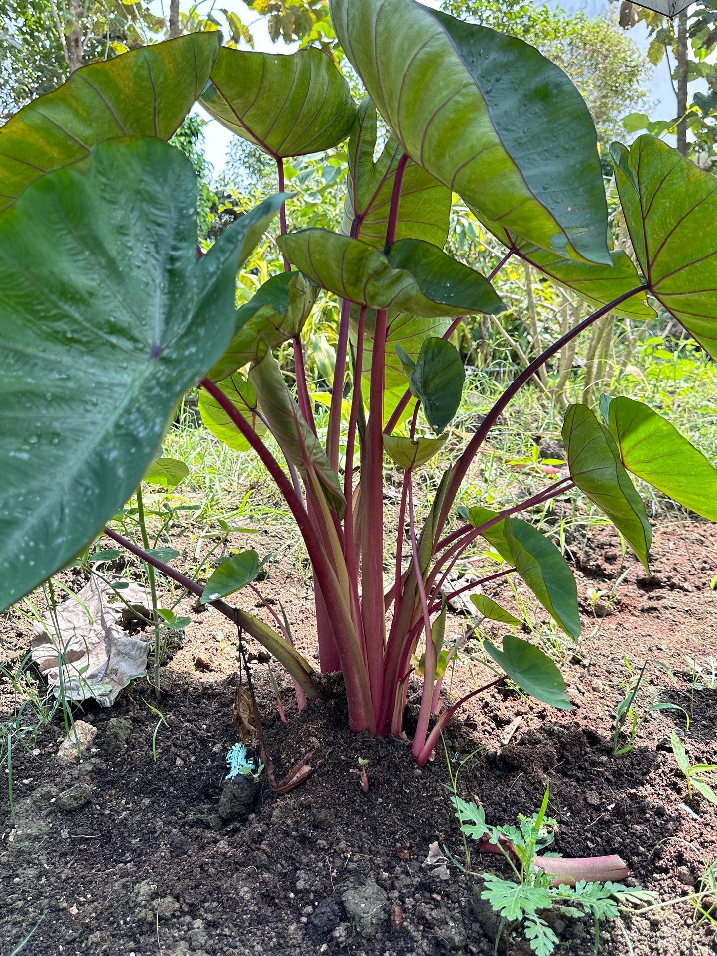 Colocasia Hawaii Punch Indoor Plant