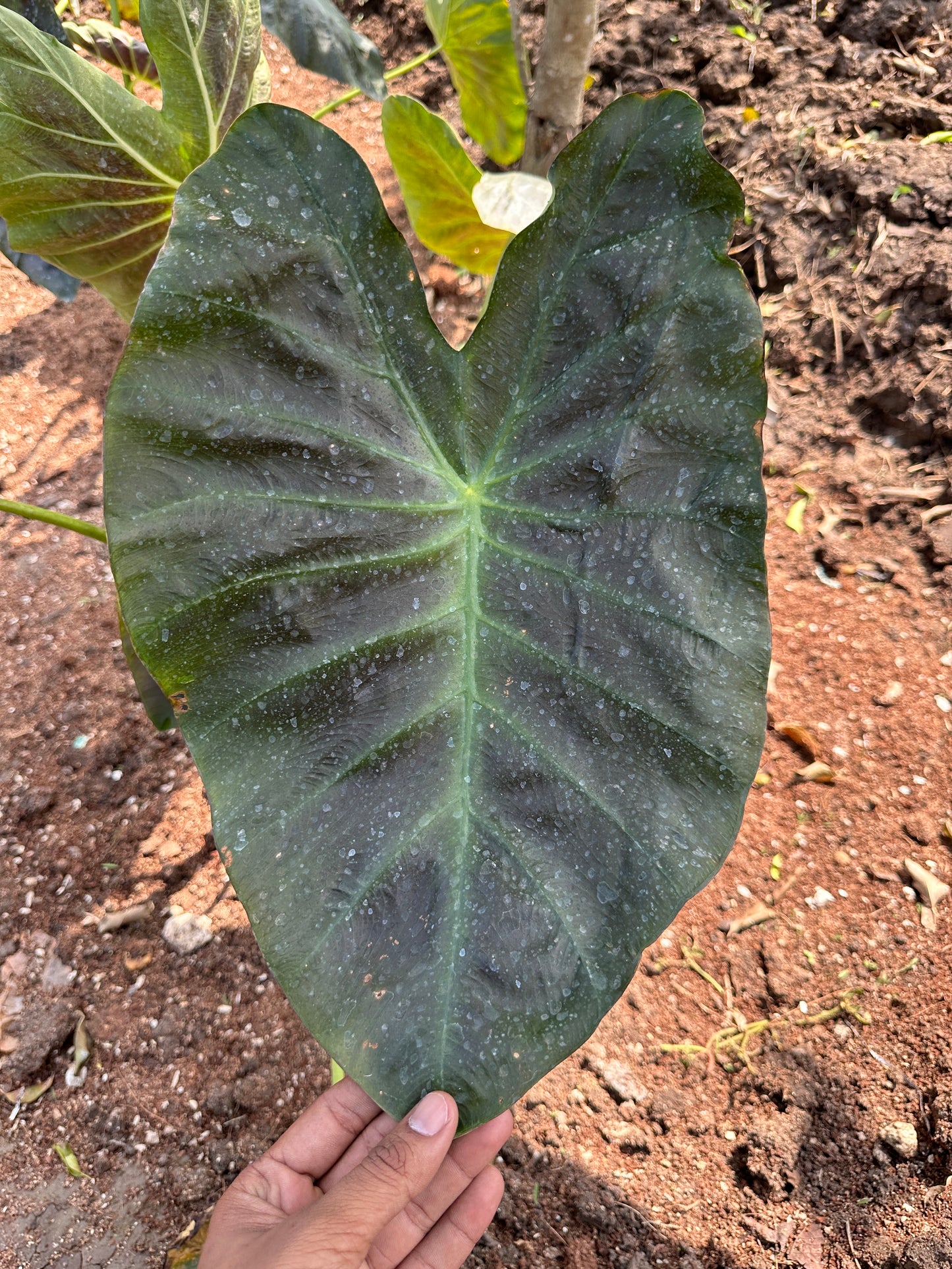 Colocasia Esculenta Indoor Plant