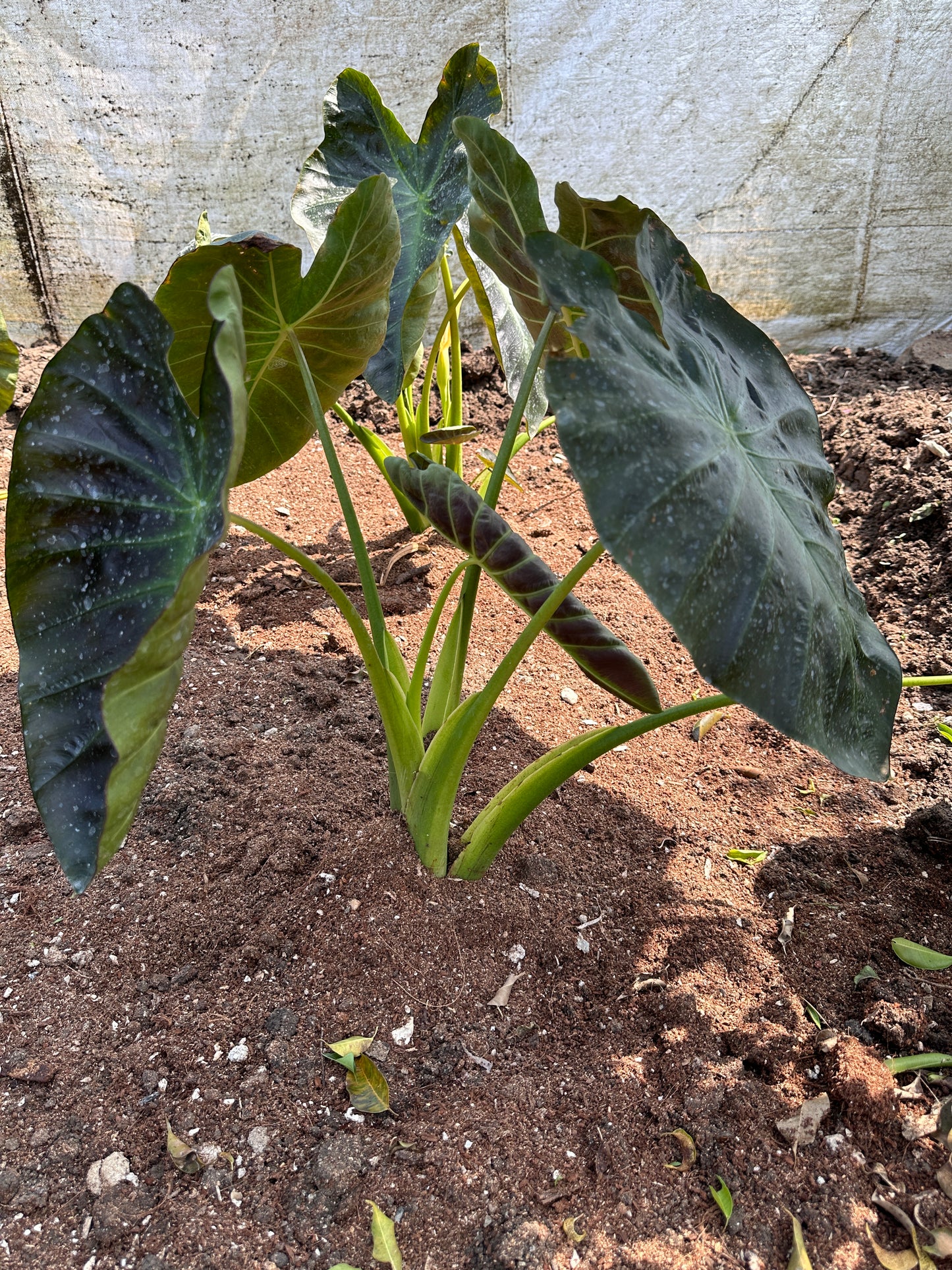 Colocasia Esculenta Indoor Plant