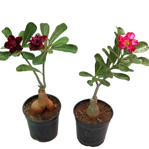 Adenium Bonsai plant