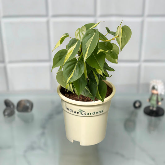 Philodendron Brasil with Premium Pot Indoor Plant