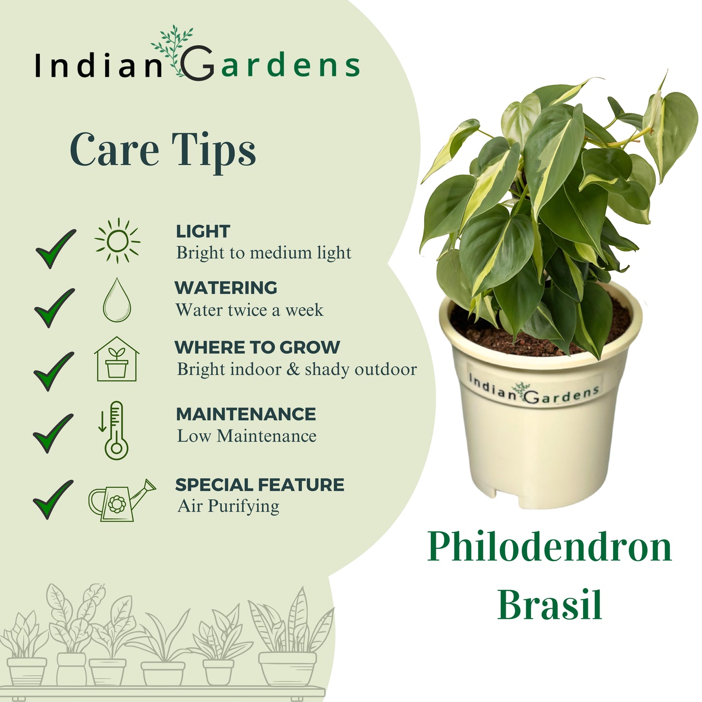 Philodendron Brasil with Premium Pot Indoor Plant