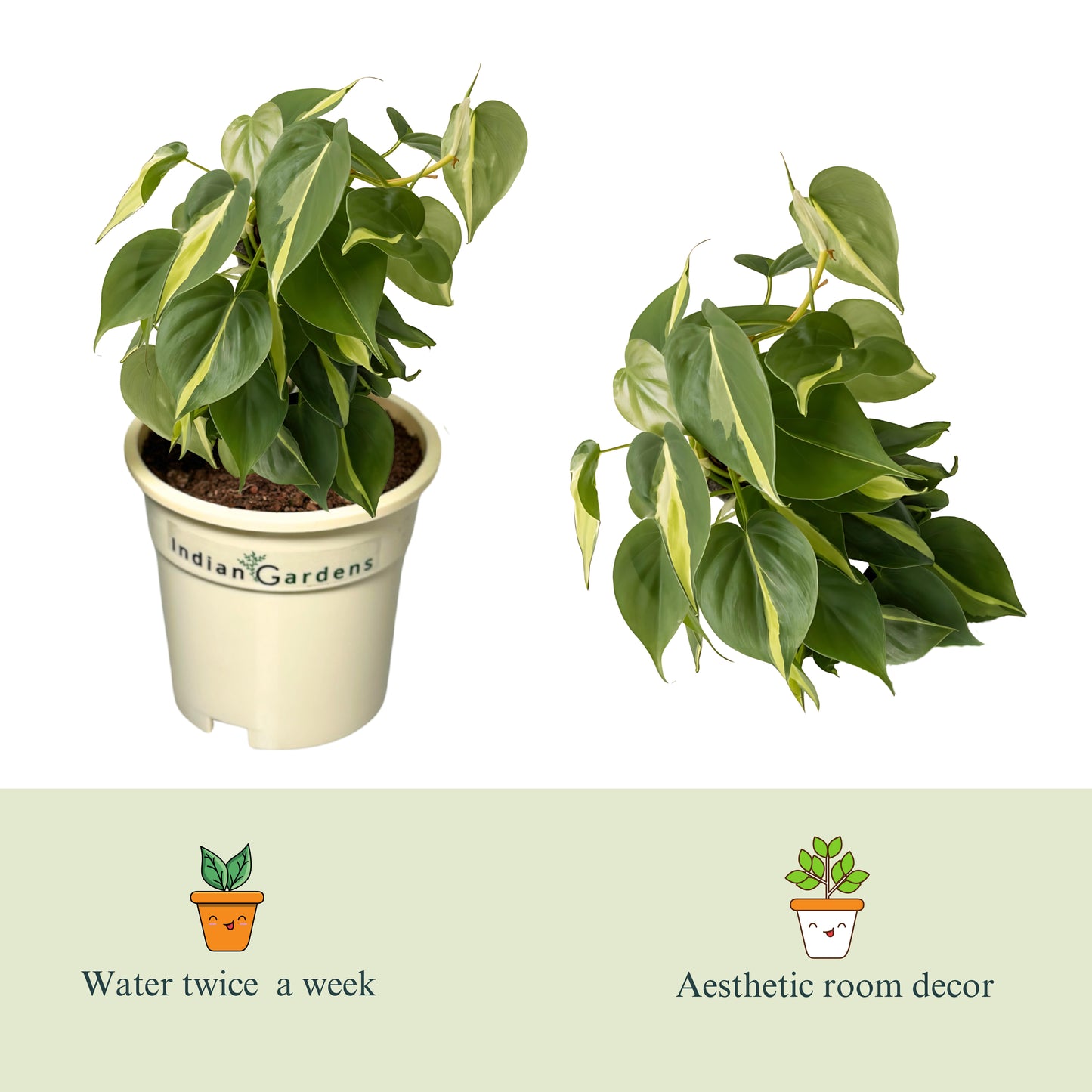 Philodendron Brasil with Premium Pot Indoor Plant