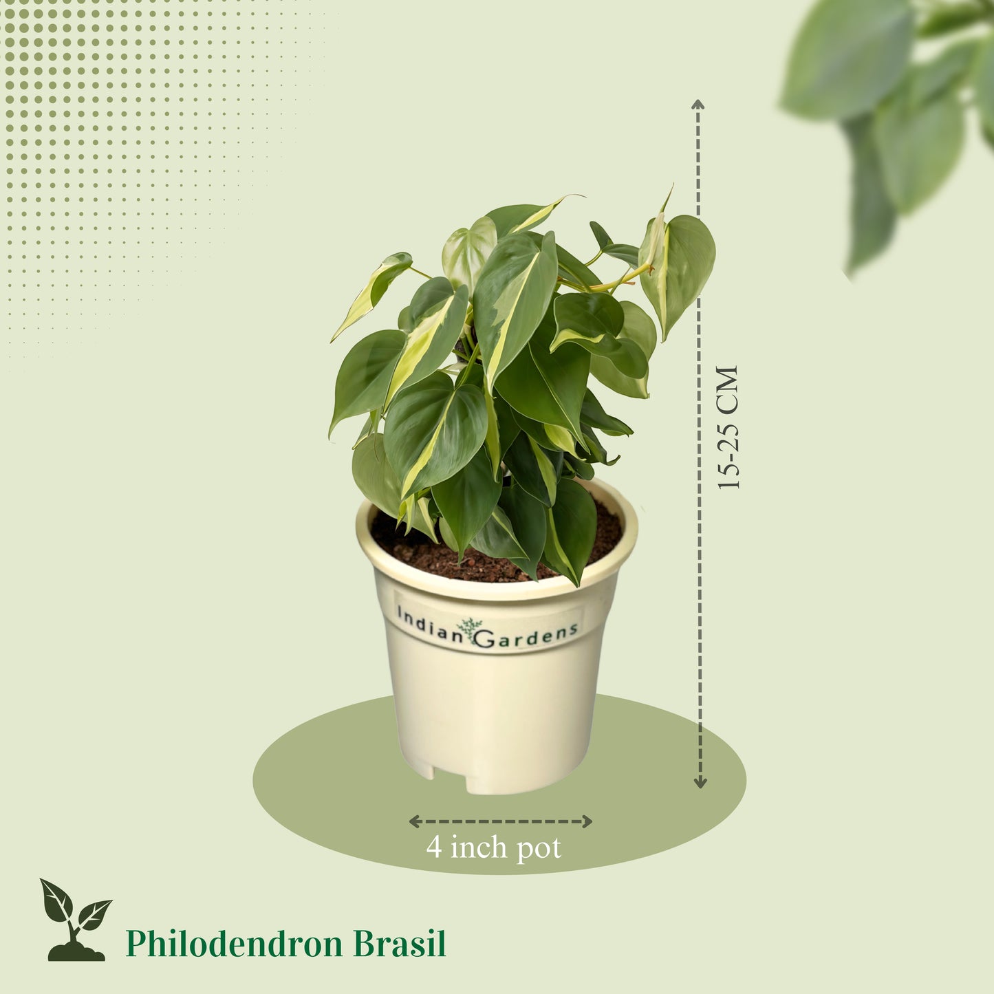 Philodendron Brasil with Premium Pot Indoor Plant