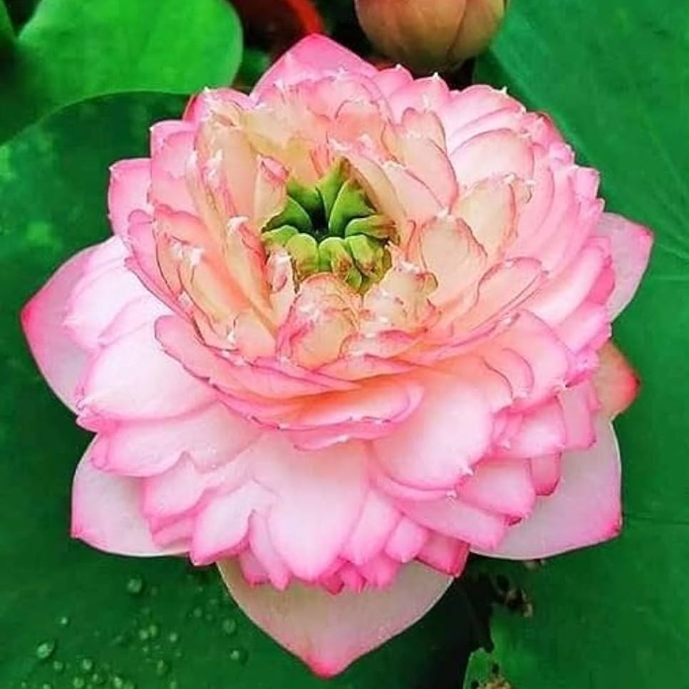 Pink Cloud Lotus ( code 41 )