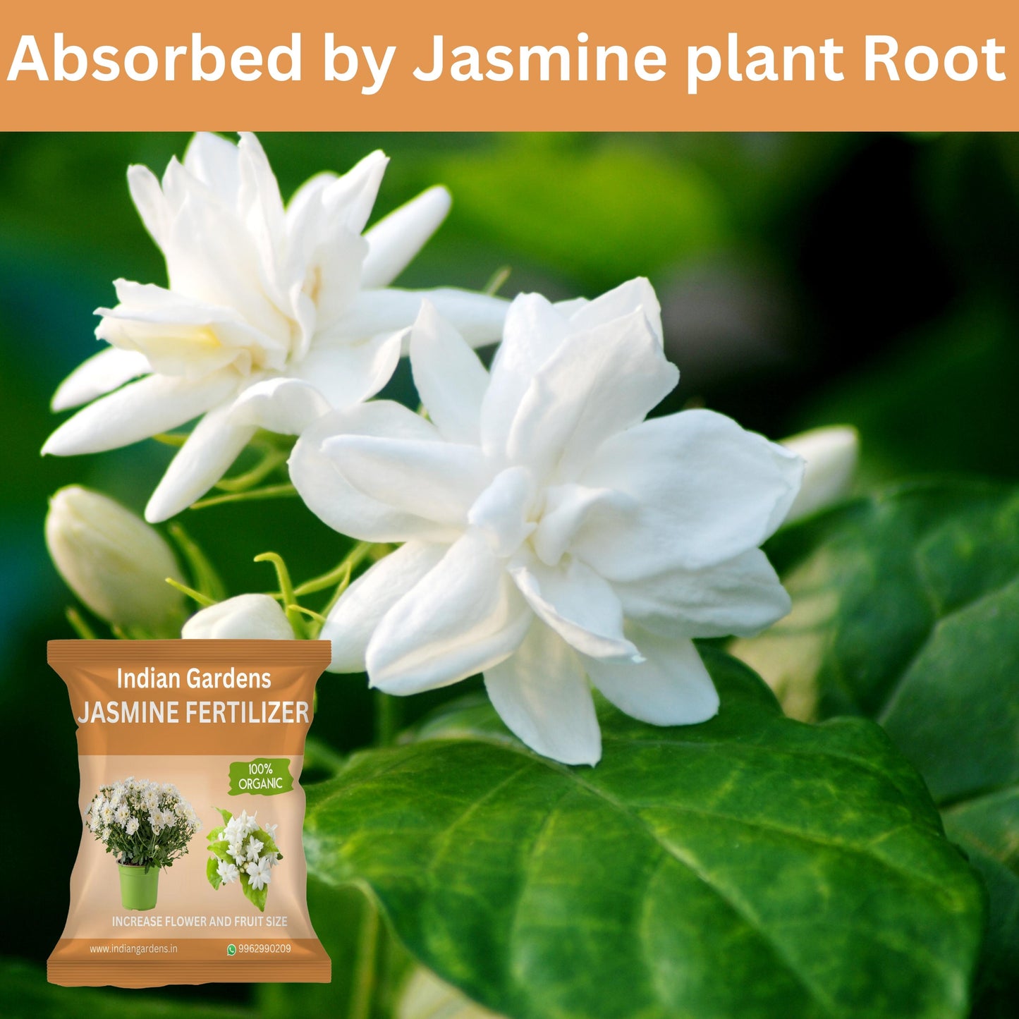 Jasmine Fertilizer for plants