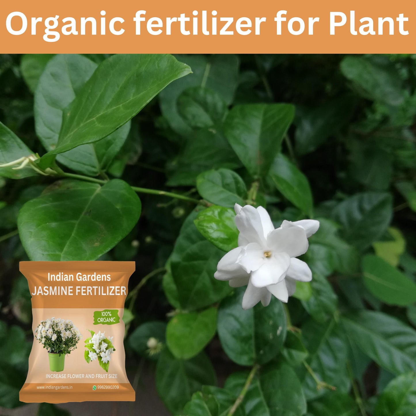 Jasmine Fertilizer for plants