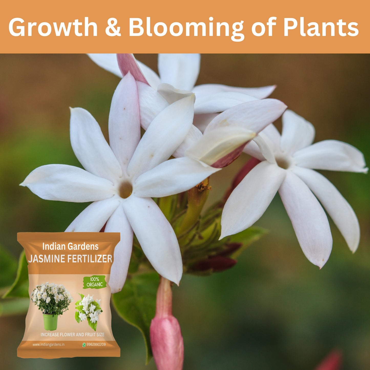 Jasmine Fertilizer for plants