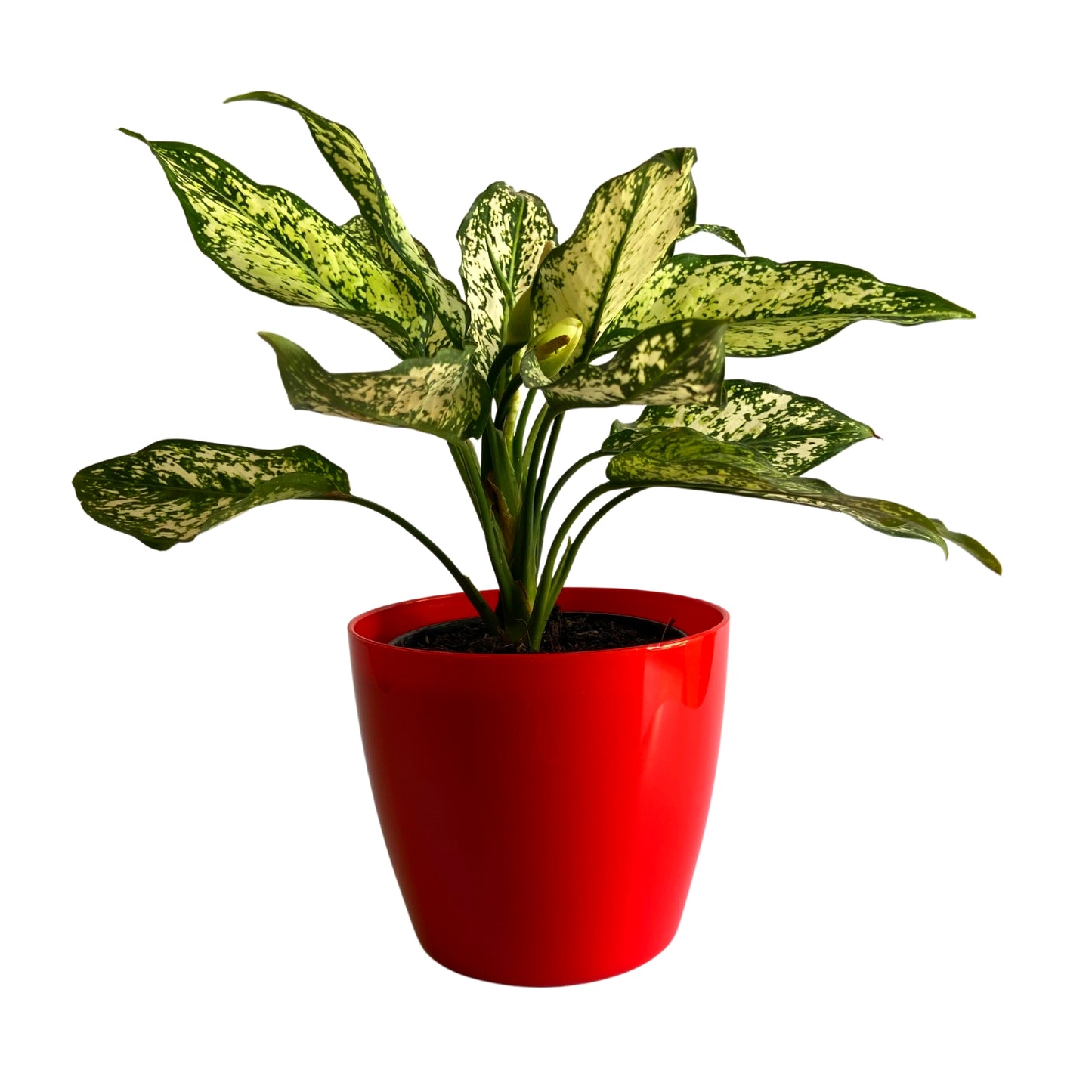 Indoor Plastic Small |Titan 5 Pots | Any Colour - Pack of 6