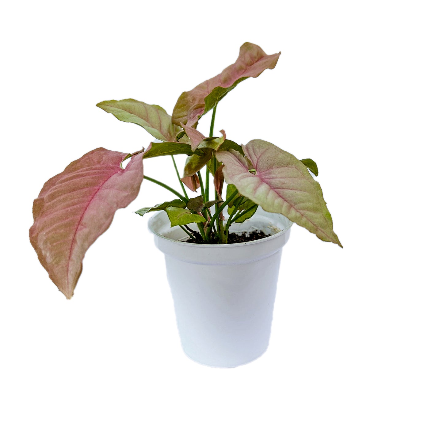 Syngonium Pink Neon indoor live plant White pot