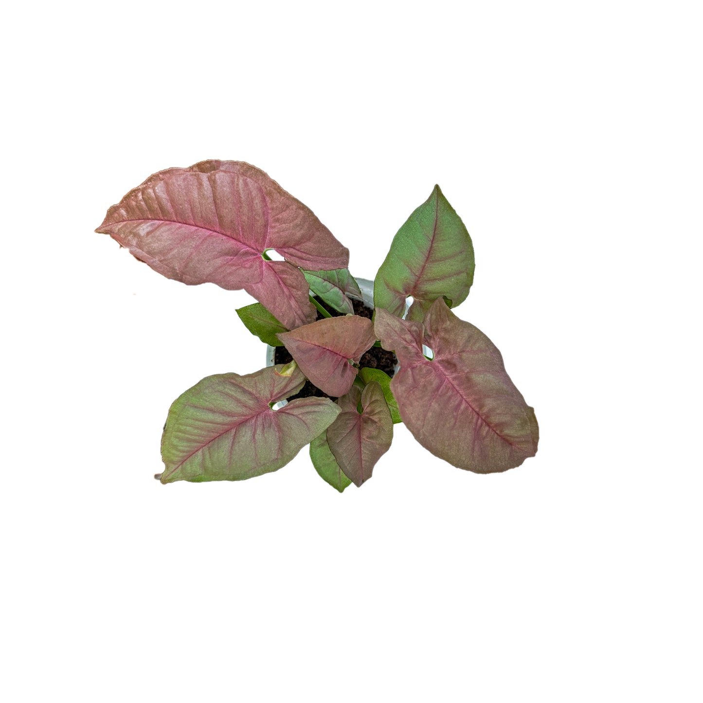 Syngonium Pink Neon indoor live plant White pot