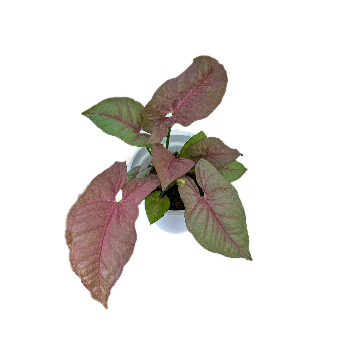 Syngonium Pink Neon indoor live plant White pot
