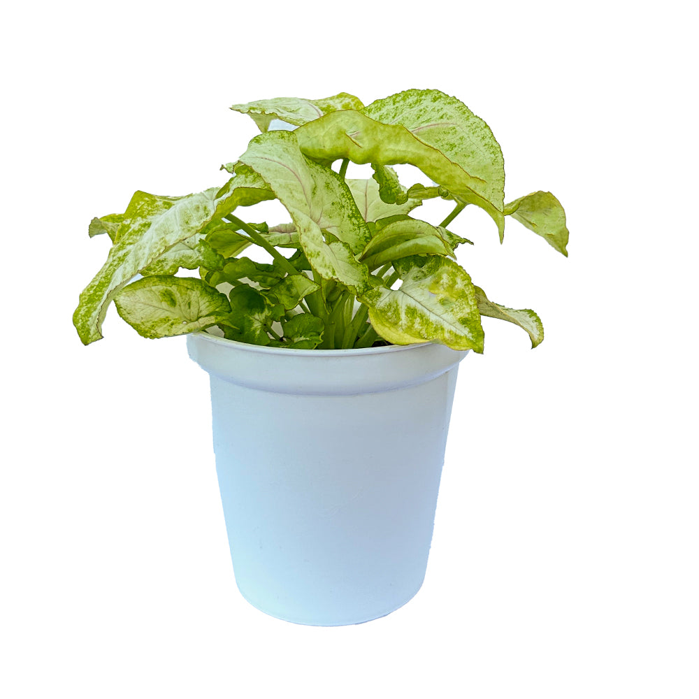 Syngonium Golden Mango indoor live plant White pot