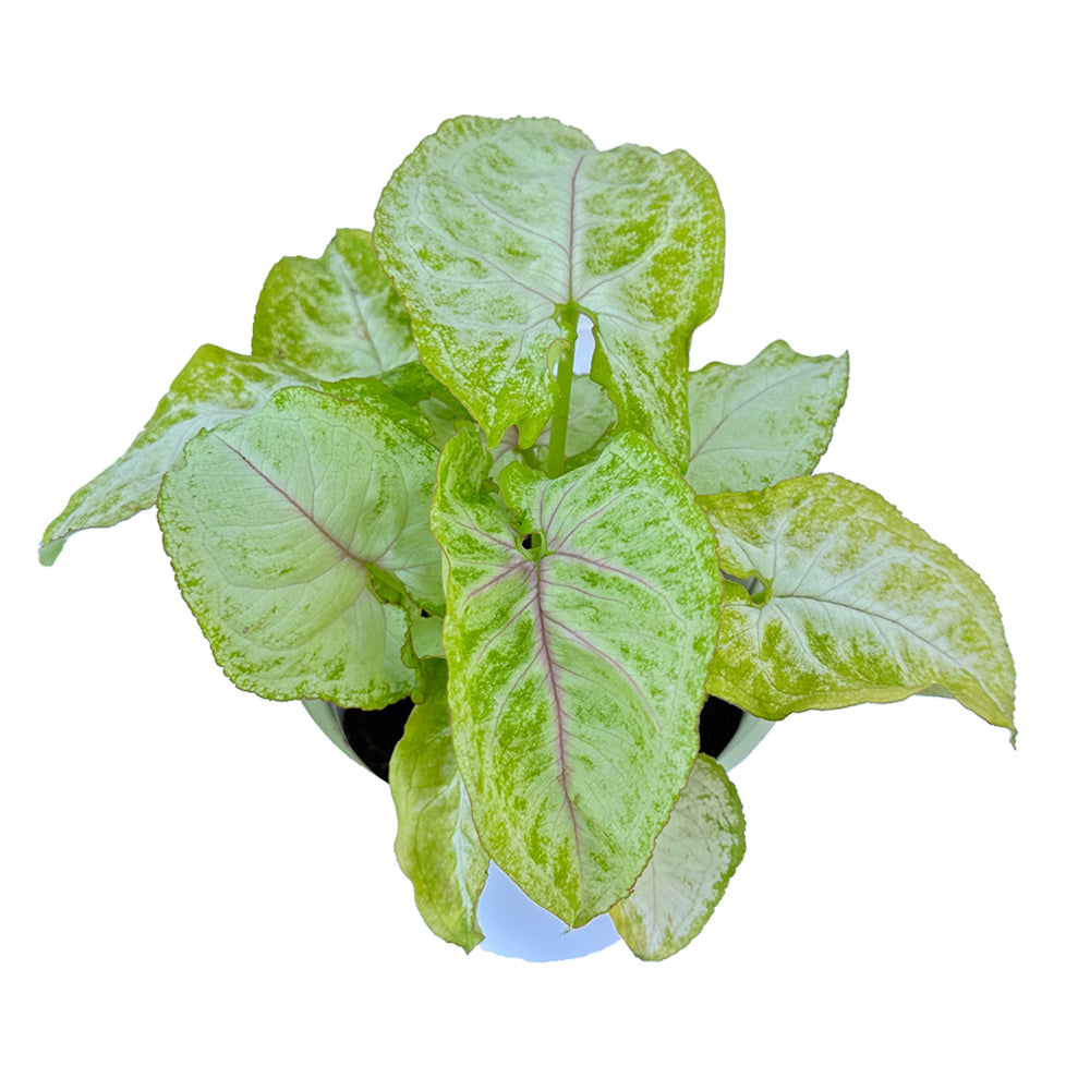 Syngonium Golden Mango indoor live plant White pot