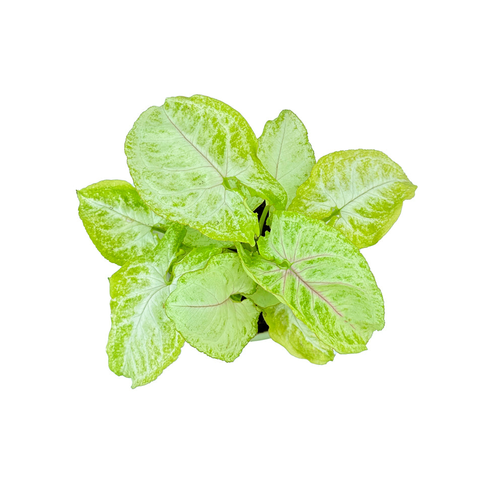 Syngonium Golden Mango indoor live plant White pot