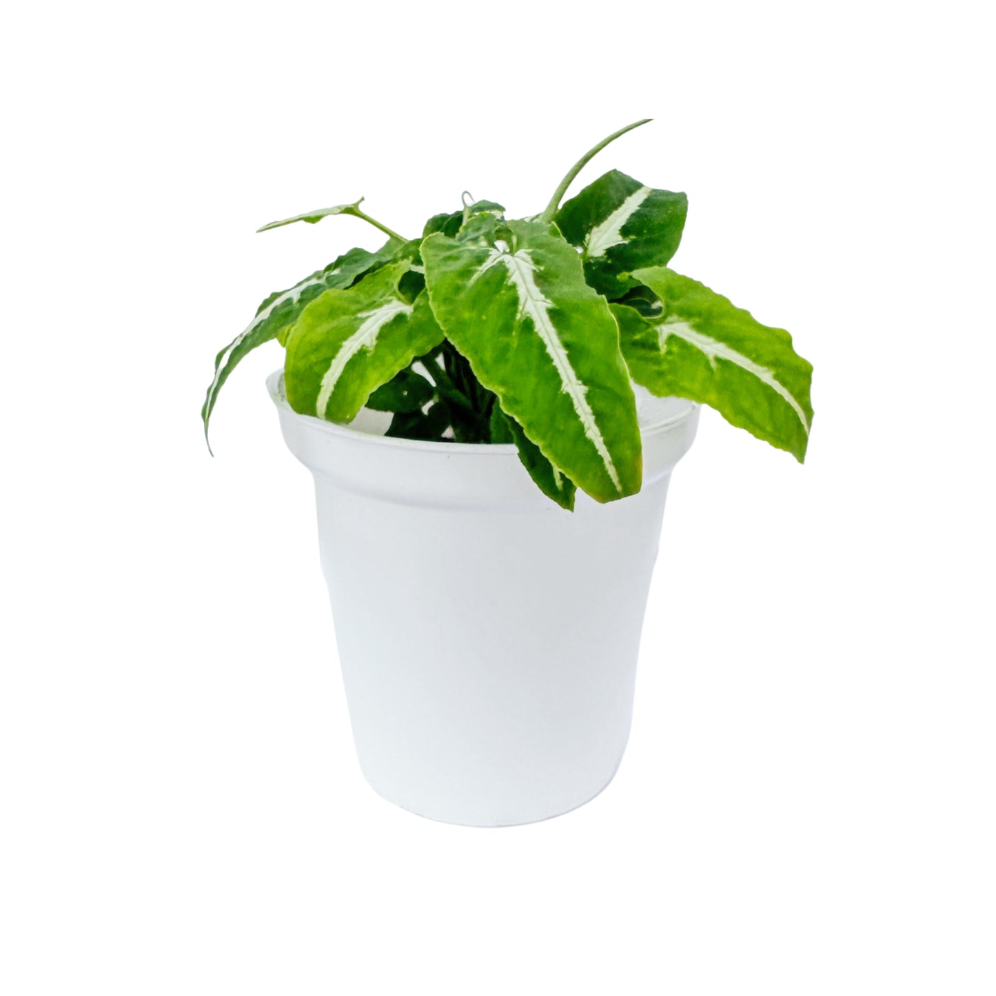 Syngonium Wendlandii Green Velvet indoor live plant White pot