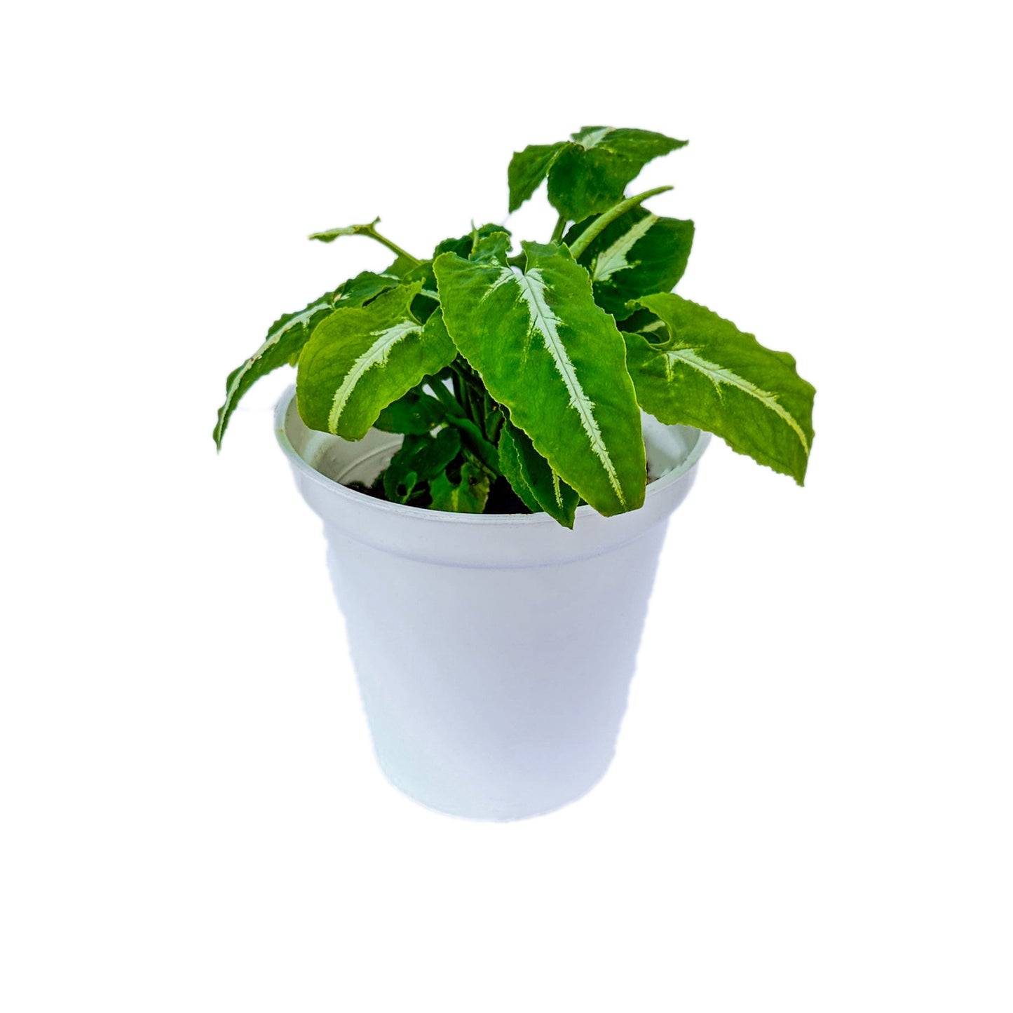 Syngonium Wendlandii Green Velvet indoor live plant White pot