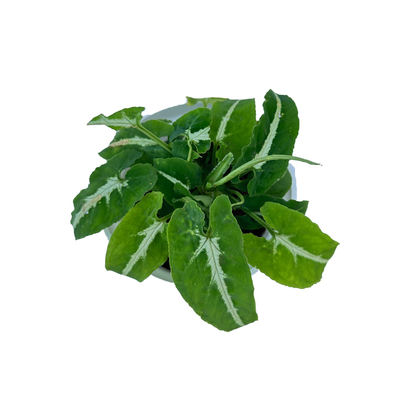 Syngonium Wendlandii Green Velvet indoor live plant White pot