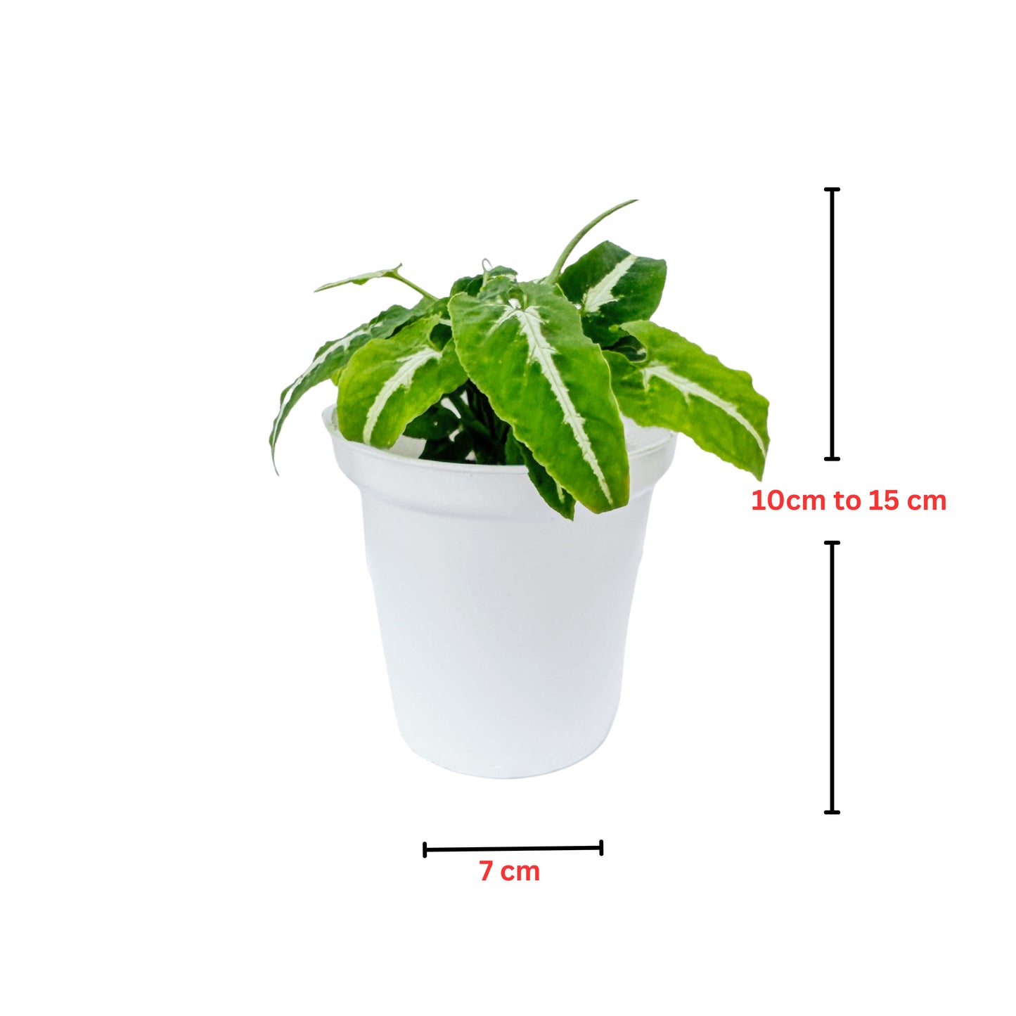 Syngonium Wendlandii Green Velvet indoor live plant White pot