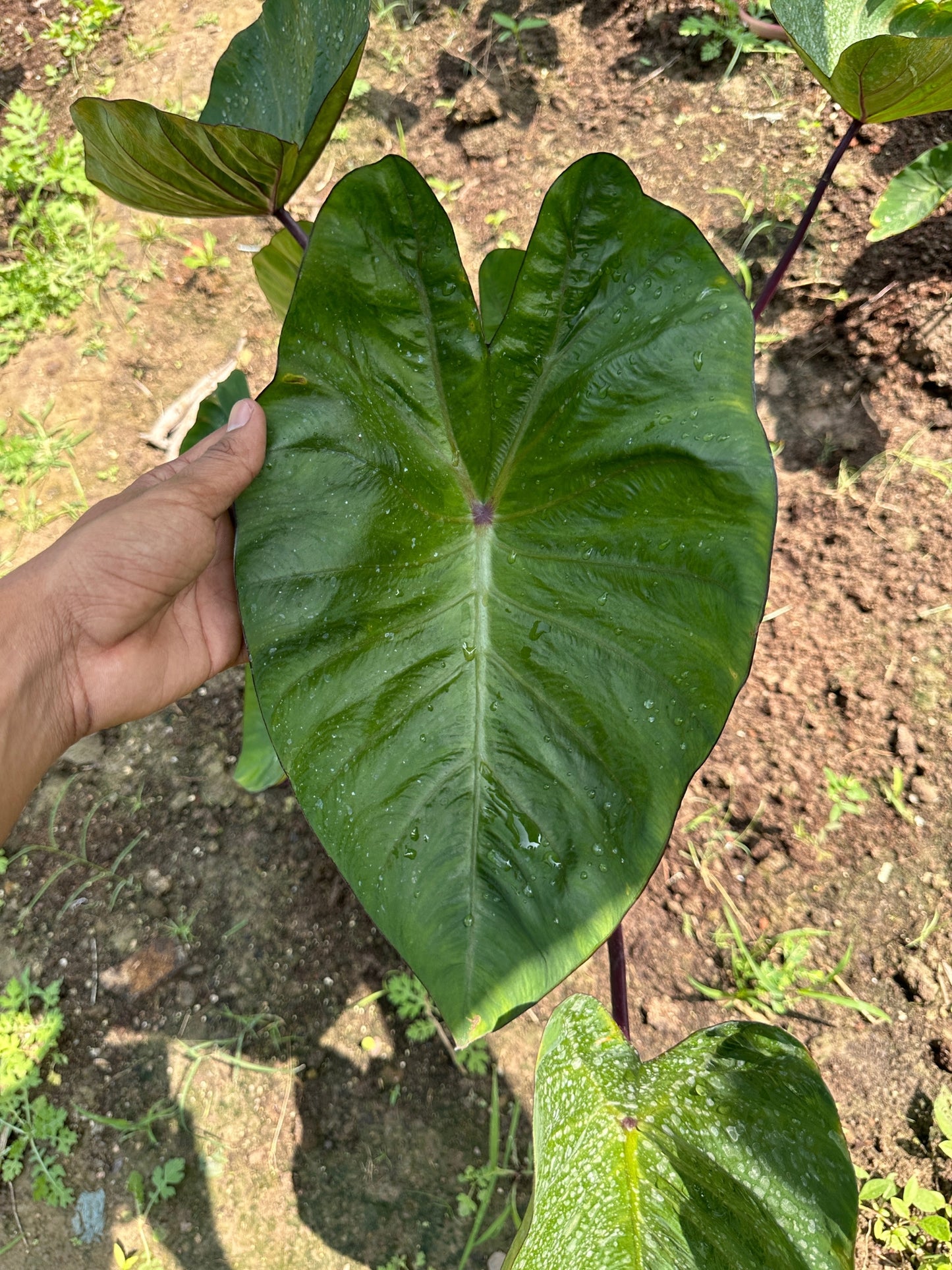Colocasia Hawaii Punch Indoor Plant