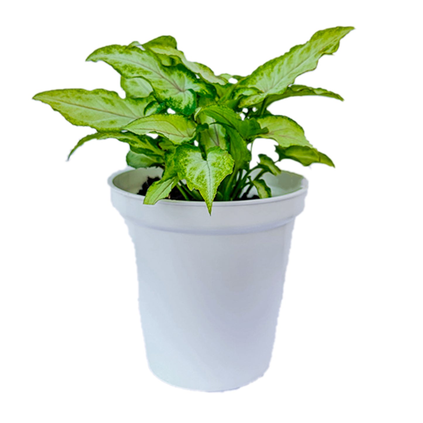 Syngonium Yami Red Vain indoor live plant White pot