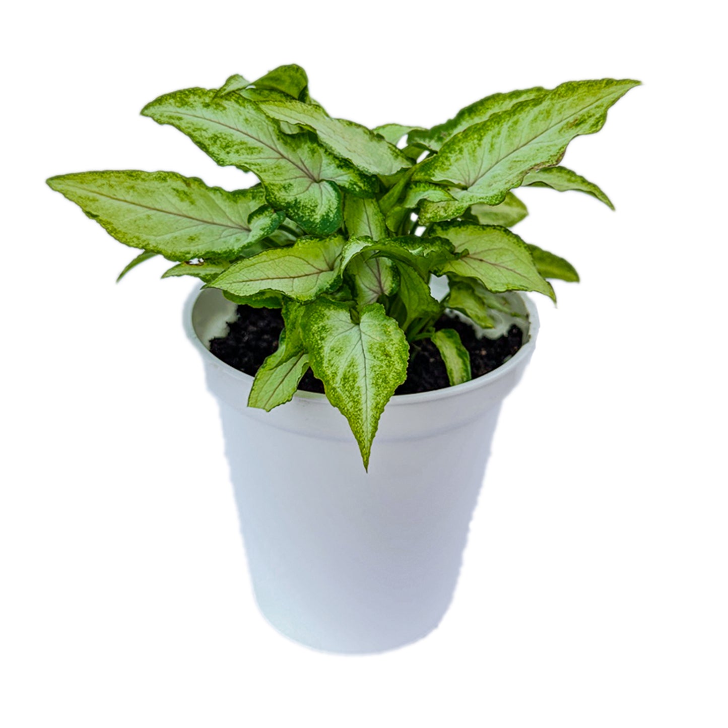 Syngonium Yami Red Vain indoor live plant White pot